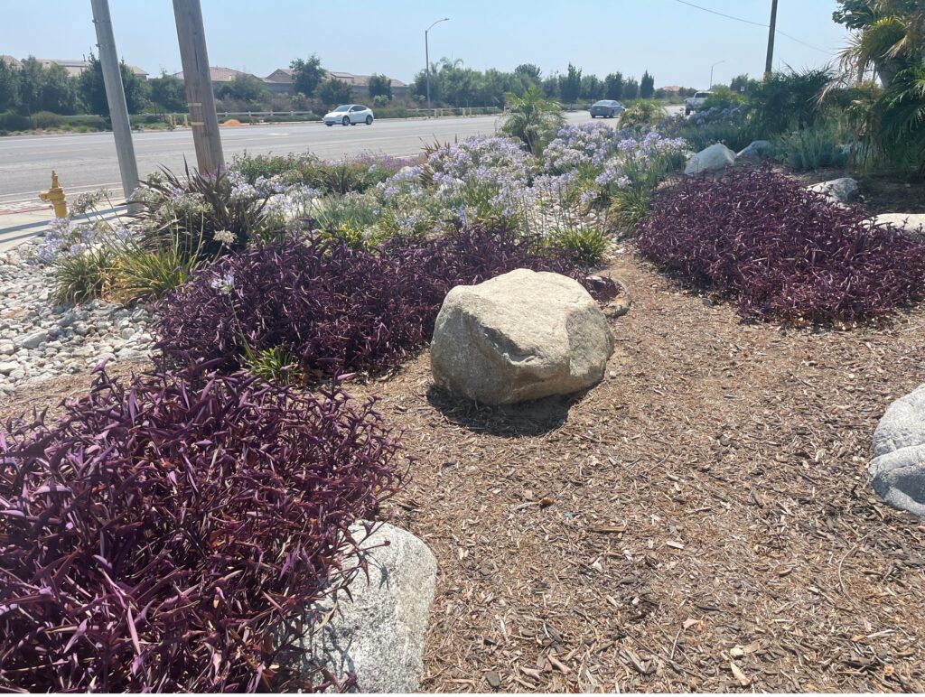 rock and plants