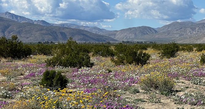 Rancho Santa Ana Botanic Garden